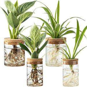 Glass Plant Propagation Stations for Plants Set of 4(2 Large & 2 Small) Hydroponic Vases for Plant Cuttings,Flower Arrangements, Home & Office DecorDesktop Vases for Living Room, Bedroom (4)
