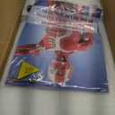EVOTECH SCIENTIFIC Human Muscle and Organ Model, 27 Part 1/2 Life Size Human Muscular Figure Body Anatomy with Removable Organ Model for Medical Physiology Study Teaching Includes Poster