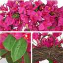 Briful Spring Front Door Wreath 18inches Artificial Bougainvillea Flower Wreath Silk Pink Floral Hanging Wreath Outdoor Summer Wreath for Home Wall Mantle Party Wedding Dcor