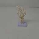 Hand Skeleton Model - Medical Human Finger Bone Anatomy Bendable Right Hand Skeleton with Articulated Joints Wrist Ulna and Radius