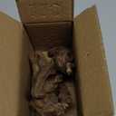 Small Natural Driftwood for Aquarium Styling Carefully Selected Natural Aquarium Decor Driftwood for Reptile Tank Reptile Tank Wood Decor (Driftwood 4-6inch 4pcs)