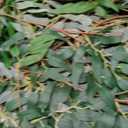 Yunlly 48 Pack Artificial Willow Leaves Garland 269 Ft Greenery Vines Decor
Faux Hanging Plants for Wedding Party, Italian Ruscus Decor, Indoor Outdoor Table Centerpiece Wedding Arch Decorations
