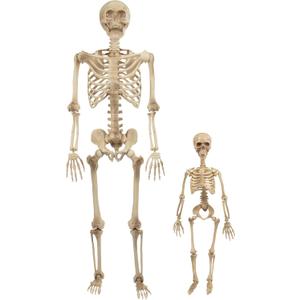Life Size Posable Human Skeleton Halloween Decoration Value 2 Pack- Adult 5' 4" & Child 2' - Articulated Limbs Stay in Place, Weather Resistant Indoor/Outdoor- Upgrade Fall Haunted House Party Props