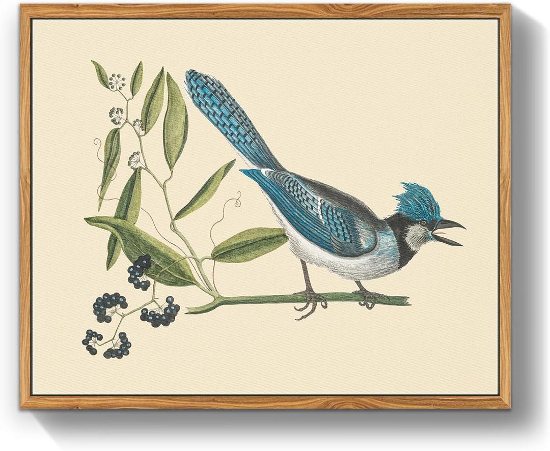 Crmotu Vintage Framed Wall Art, Blue Bird Still Life Art Prints, Animal Nature Wall Decor Artwork, Retro Rustic Farmhouse Decor Canvas Pictures, Room Decor Aesthetic, Kitchen Decorations, 9x11 Inch (Blue-crested Jay)