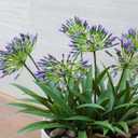 Artificial Flowers Plants for Outdoor Planters 8 Bundles Purple Flower Large Spring Summer 18.9 in Look Real Plasic Plant for Front Porch