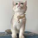 6 x Dog Costume,Handmade Girl Pearl Dog Necklace with Adjustable Clasp,Cute Small Collars for Birthday,Personalized Cat Costumes for Wedding Holiday Outgoing