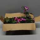 HyeFlora Artificial Flowers for Outdoors 2PCS Faux Petunias Silk Fake Flowers for Outside Planter UV Resistant Realistic Home Garden Porch Decor (Fuchsia)