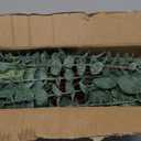 Giegxin 180 Pcs 3 Kinds Mixed Eucalyptus Leaves Stems Bulk Artificial Silver Dollar Leaves Picks Dried Eucalyptus Bundle Faux Spray for Wedding Vase Bouquet Floral Arrangement (Green)
