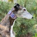Martingale dog collar for Greyhound Saluki Whippet and other breeds with similar neck 2" wide (L 14"-18")