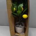 Artificial Potted Plants 15.7 inches Fake Lemon Tree Artificial Lemons Citrus Tree with White Pot Faux Plants Indoor for Home,Office, Living Room Table, Desk