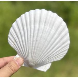 SEAJIAYI 10 PCS Large Scallop Shells 4-5 inch Natural White Scallop Shells from Sea Beach for DIY Craft Decor
