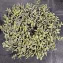 Idyllic Wreath, Artificial Boxwood Leaves, 7"