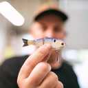 Catch Co Mike Bucca Baby Bull Shad Swimbait 3.75" 1/2 oz (One Size)