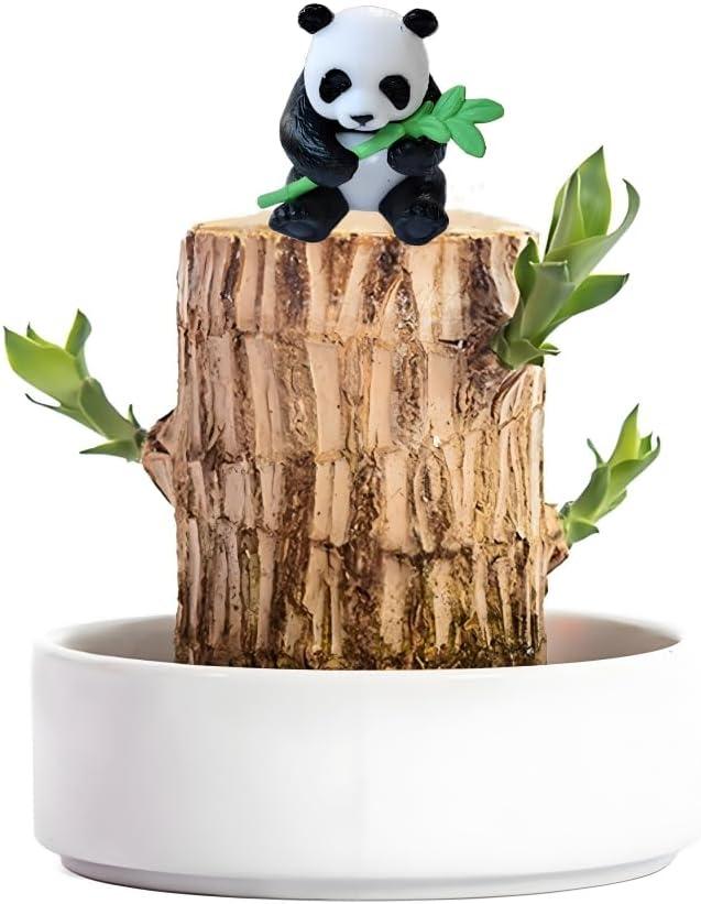Brazilian Wood Plant,Mini Brazil Lucky Wood,Ceramic Tray Lucky Tree,with Panda Statues,Swelling The Stage of About to Sprout,Brazilian Tree Perfect for Home,Office Desktop Decoration (Panda Statue)