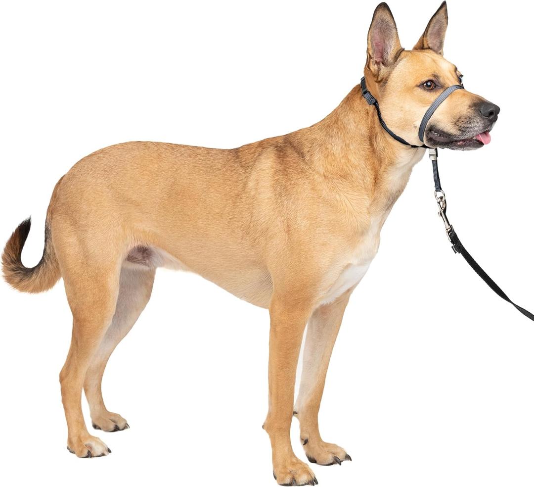PetSafe Gentle Leader Headcollar No-Pull Dog Collar - Helps Improve Walks - Durable Nylon Construction - Padded Nose Loop - Adjustable Fit - Comfort Walking Halter - Medium, Charcoal