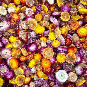 Dried Daisy Flowers Heads, Dried Chrysanthemum, Multicolor, for Wedding Decor, Home Party, DIY Craft55-60 Pcs