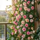 3 x 300 Mixed Color Climbing Rose Seeds for Planting Bush Perennial Shrub Heirloom Open Pollinated Flower Plant Seeds (EXP 05/09/29)