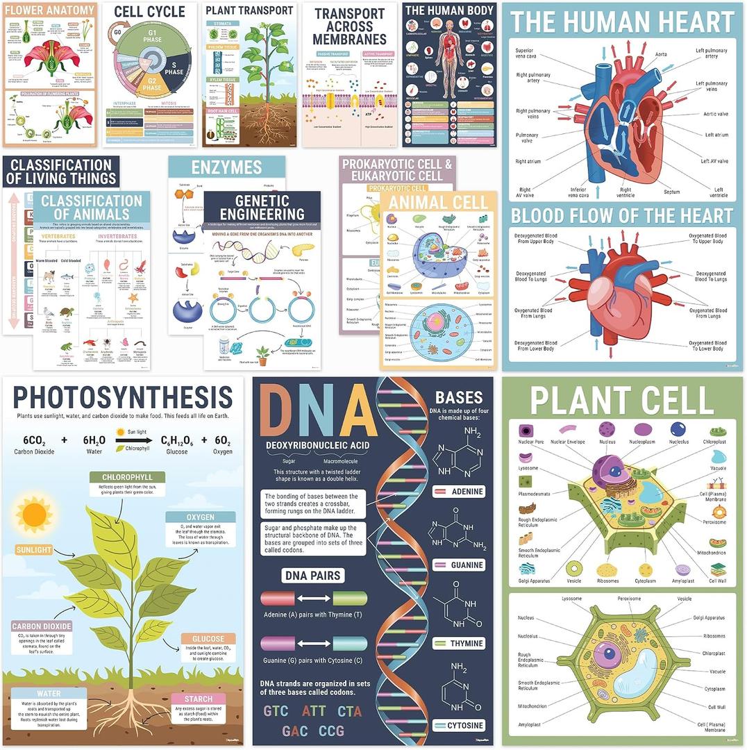 BrightenKidz Biology Posters for Classroom, 15 Pack 11x17 Science Charts