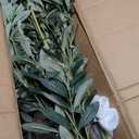 OXLLXO 7.2ft Artificial Olive Tree (85in) with Plastic Nursery Pot Faux Olive Silk Tree, Fruits Fake Plant for Office House Farmhouse Living Room Home Decor (Indoor/Outdoor)