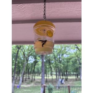 Wasp Traps 4 Packs