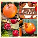 22 Inch Fall Wreaths for Front Door, Autumn Rustic Harvest Apple Wreath