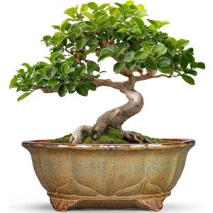 Ceramic Bonsai Pots - 11 Inch Succulent Planters for Indoor Outdoor Plants, Bonsai Tree Pots with Drainage Hole, Shallow Succulent Plant Pot, Room Decor, Plant Lover Gift, Oval Yellowish Brown
