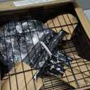 Live Squirrel Trap Heavy Duty Humane Animal Cage Trap - 17” x 7” x 7”