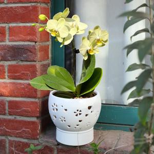 Orchid Pots with Holes Self Watering Ceramic Orchid Pot 7.7 Inch White Breathable Slotted Pot for Orchid Root Air Circulation Orchid Planting Machine with Drainage