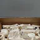 JOYIN 2PCS 36" Halloween Skeleton Decor, 3FT Full Body Stayable Movable Joints, Posable Hanging Skeletons for Halloween Decoration, Yard, Graveyard, Haunted House Props, Spooky Scene Party Favor (Yellow)