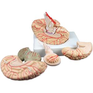 Vision Scientific VAB443 Life Size Human Brain with Arteries - 9 Parts | Shows Frontal, Parietal, Temporal & Occipital Lobes | Half of Brain Stem, Half of Cerebellum, Brain Arteries