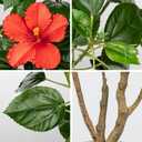 Briful Artificial Hibiscus Tree 2.95ft Tall Real Touch Fake Tree with Red Flowers Potted Faux Plant Indoor Realistic Floor Plants for Front Porch Outdoor Home, Patio Decor