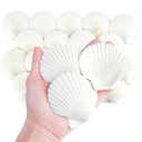 Mkobon 20 PCS Natural Scallop Shells for Crafts, 3 Inch White Seashell Decor for Home, Sea Shells for Decorating, DIY, Painting, Baking, Beach Wedding Decorations