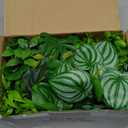 Der Rose 6 Pack Fake Plants Small Artificial Potted Plants Faux Plants for Home Office Desk Bathroom Aesthetic Farmhouse Room Decor Indoor (White)