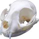 1PCS Taxidermy Real Bone Cat Skull, Animal Bones Real for Craft, Skull Decoration for Home, Specimen Collectibles Study