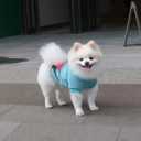 Teacup Dog Hawaiian Shirts, Puppy Clothes Summer T-shirts for Small Dogs and Cats, Printed Chihuahua Clothes Pet Apparel for Dog Boys (Medium)