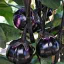 10 x 30+ Seeds Eggplant Round Mix - Vegetable Multicolor
