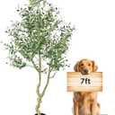 Artificial Olive Tree 7FT Tall Olive Tree Indoor Floor Plant with 2239 Leaves Lush Large Artificial Plant Faux Olive Plant for Corner Bedroom Livingroom Patio Office