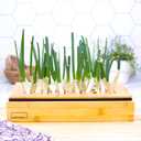 HAMAMA Green Onion/Scallions Growing Kit Indoor Sprouts Mat - Seed Quilts Easy Setup Pack of 1 - Plastic Tray and Bamboo Frame