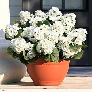 Waipfaru 12 Pcs Artificial Fake Flowers for Outdoors, Silk Geraniums White Flower, UV Resistant Outdoor Faux Plants for Garden Porch Planter Patio Balcony Yard Indoor Home Decoration (12, White)