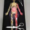 Dan&Darci Human Anatomy Squishy Body Model - Science Kits for Kids Ages 4-8 - STEM Toys for 4 5 6 7 8 Year Old Boy Birthday Gift - Learning Educational Toys for Ages 5-7 Boys Gifts - Skeleton Parts