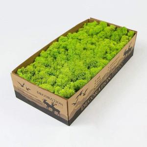 Preserved Reindeer Moss Natural Green DIY Kit Gardenning Art Wall Decor Florist Decor Easter Table Decor Wedding (0.85 lb)