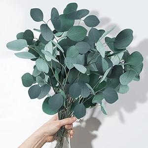 Dried Preserved Eucalyptus Stems, 7-10 Pcs Real Natural Silver Dollar Leaves, 5-17" Real Fresh Eucalyptus Plant Branches for Wreath, Home, Wedding Décor, Mother's Day, Floral Arrangement Vase Filler