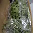 6 Pcs Christmas Pine Placemats 17 Inch Artificial Greenery Placemats Round Cedar Branch Place Mat Dining Table Mats for Xmas Party Decorations Holiday