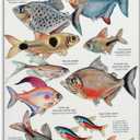 JHXNJDPOST Tropical Fish Poster Fishing Aquarium Educational Knowledge Canvas Wall Art Aesthetic Decorative Painting Living Room Restaurants, Pool Halls And Classroomstyle 16x24inch(40x60cm)