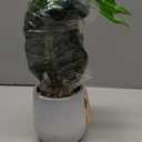 Der Rose 16'' Fake Plants Artificial Potted Greenery Faux Plants for Office Desk Home Bathroom Decor