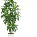 Dracaena Plant Artificial Tree 7Ft Tall Fake Tropical Floor Plants Potted (Real Touch) Artificial Silk Tree Leaf Faux Trees White Tall Planter for Home Office Living Room Indoor Outdoor Decor