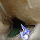 Premium Purple Live Orchid Plant Blooming in 3.5" Blue & White Orchid Pot, Live Plants, Houseplant Gifts, Approx. 16" Tall, Pet Friendly Houseplants, Phalaenopsis Moth Flower by Plants for Pets
