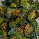 WOLEDOE Reptile Plants for Terrarium, Ball Python Tank Decor Accessories fit Bearded Dragon Crested Leopard Gecko Lizard Chameleon Snake Frog Tortoise Hermit Crab - Fake Monstera