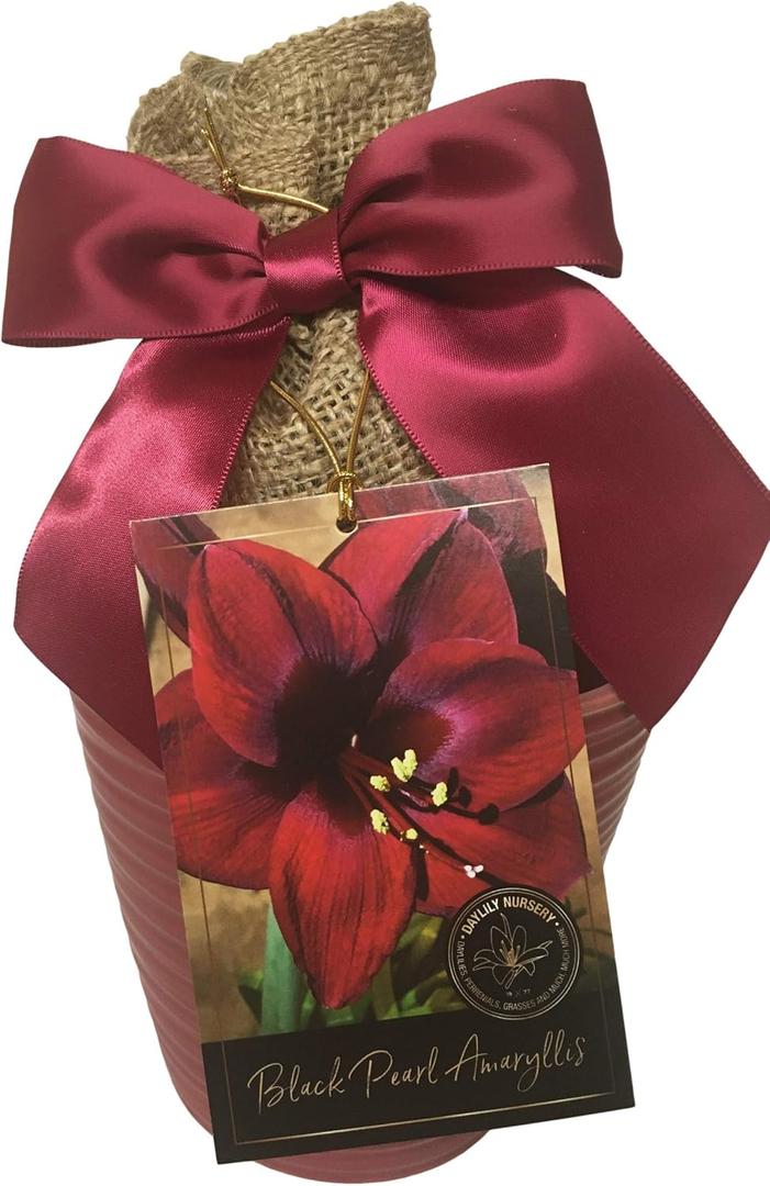 Daylily Nursery Elegant Black Pearl Amaryllis Gift Growing Kit, Deluxe Edition. Includes Beautiful Ceramic Pot, Big Black Pearl Bulb, a Burlap Gift Bag and Professional Growing Medium.