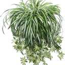 Hotop 6 Pcs Artificial Spider Plant 24 Inch Large Fake Hanging Greenery Plants Silk Faux Chlorophytum Comosum Artificial Flowers for Indoor Outdoor Wall Home Garden Backyard Office Wedding Decor